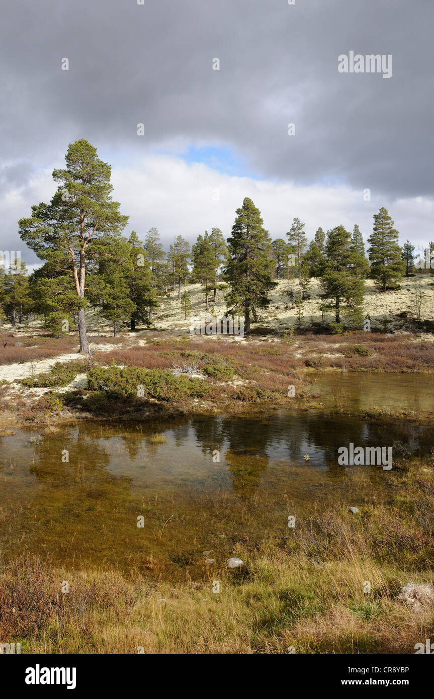 Paysage marécageux dans le Parc National de Rondane, Norvège, Europe Banque D'Images