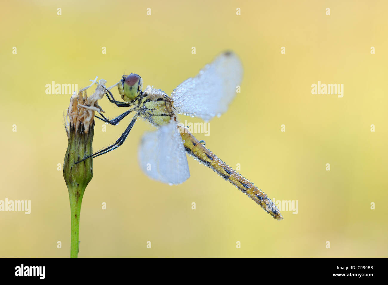 Sympetrum depressiusculum tacheté (dard), femme, Brandenburg, Germany, Europe Banque D'Images