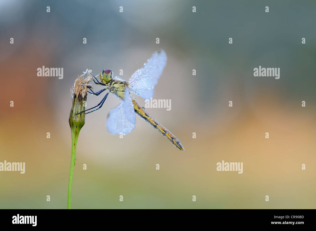 Sympetrum depressiusculum tacheté (dard), femme, Brandenburg, Germany, Europe Banque D'Images