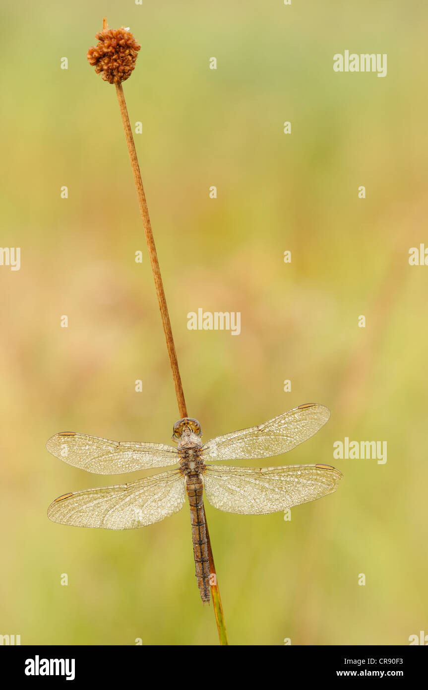 (Orthetrum coerulescens skimmer carénées) près de Leipzig, Saxe, Allemagne, Europe Banque D'Images