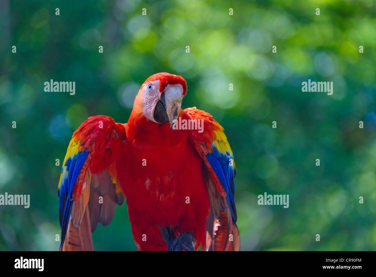 Animal oiseau ara rouge Banque de photographies et d’images à haute ...