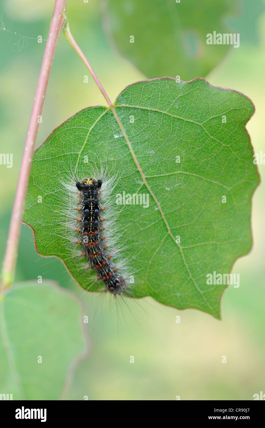 La spongieuse (Lymantria dispar), Caterpillar, au milieu de la Réserve de biosphère de l'Elbe, Dessau, Allemagne, Europe Banque D'Images