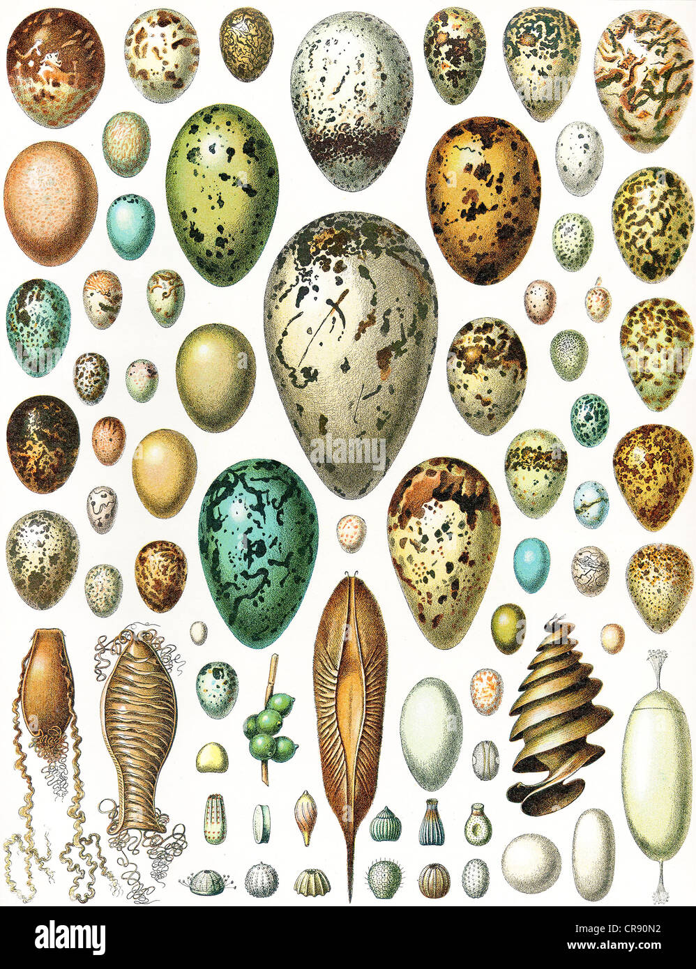 Les œufs des oiseaux, tortues, poissons et céphalopodes, plus les papillons - Vintage illustration de Meyers Konversations-Lexikon 1897 Banque D'Images