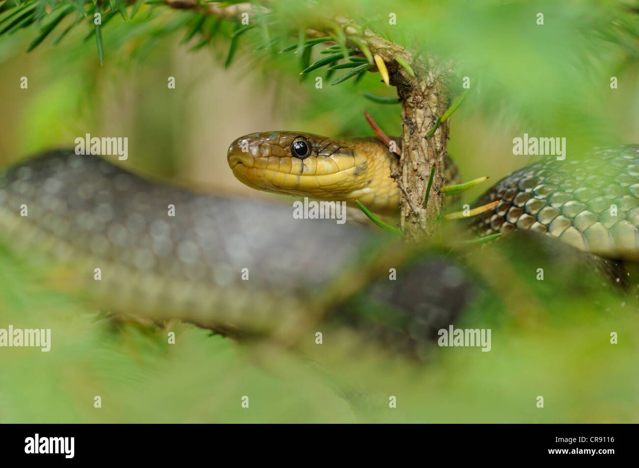 Zamenis longissimus Aesculapian Snake (), parc national du Triglav, en Slovénie, Europe Banque D'Images