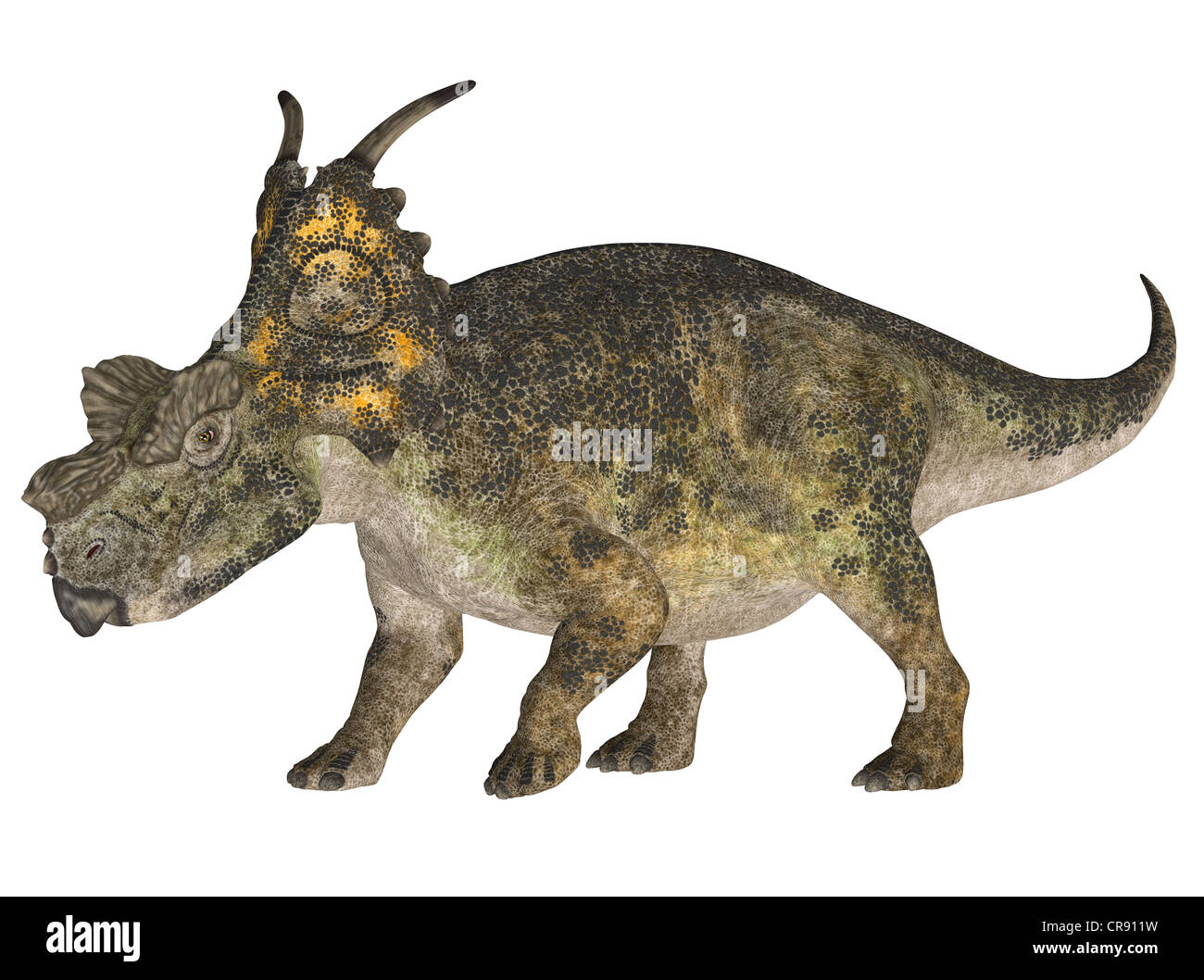 Illustration d'une espèce de dinosaure (Achelousaurus) isolé sur fond blanc Banque D'Images