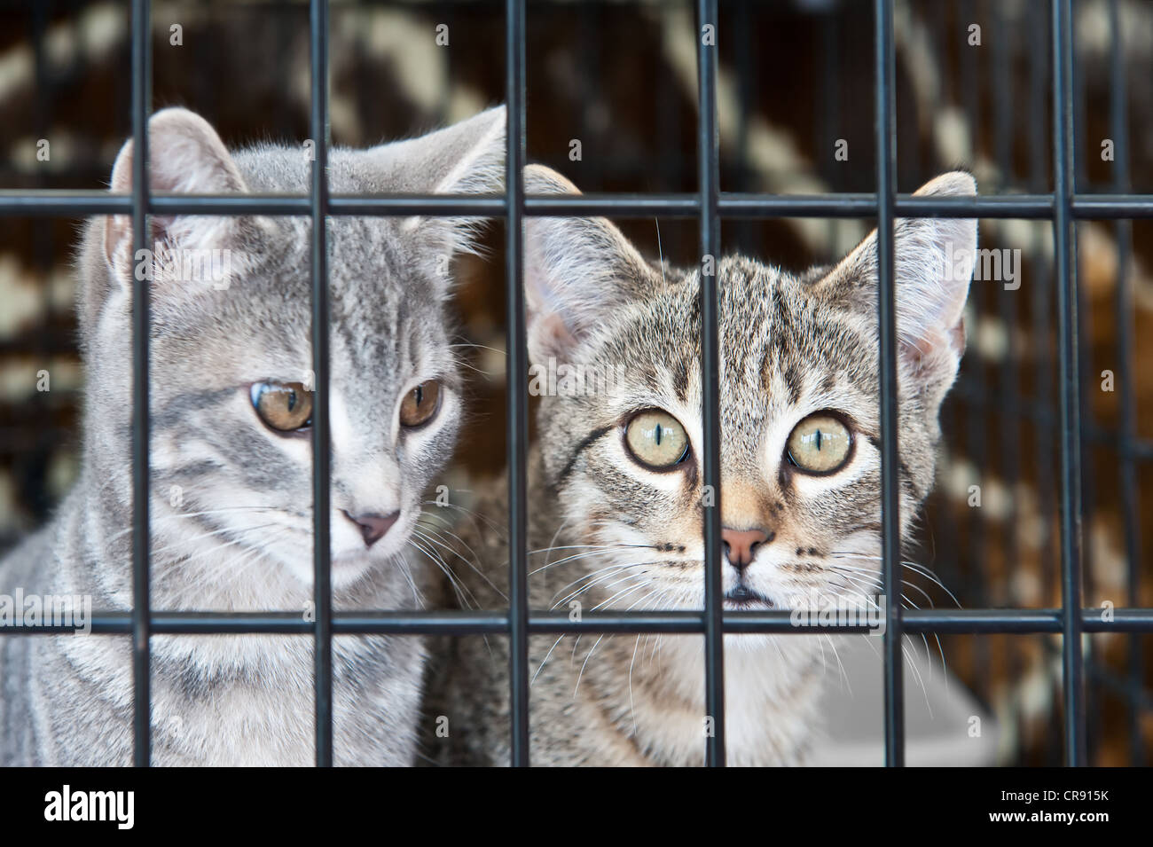 Deux chatons tabby orphelin en attente dans une cage Banque D'Images