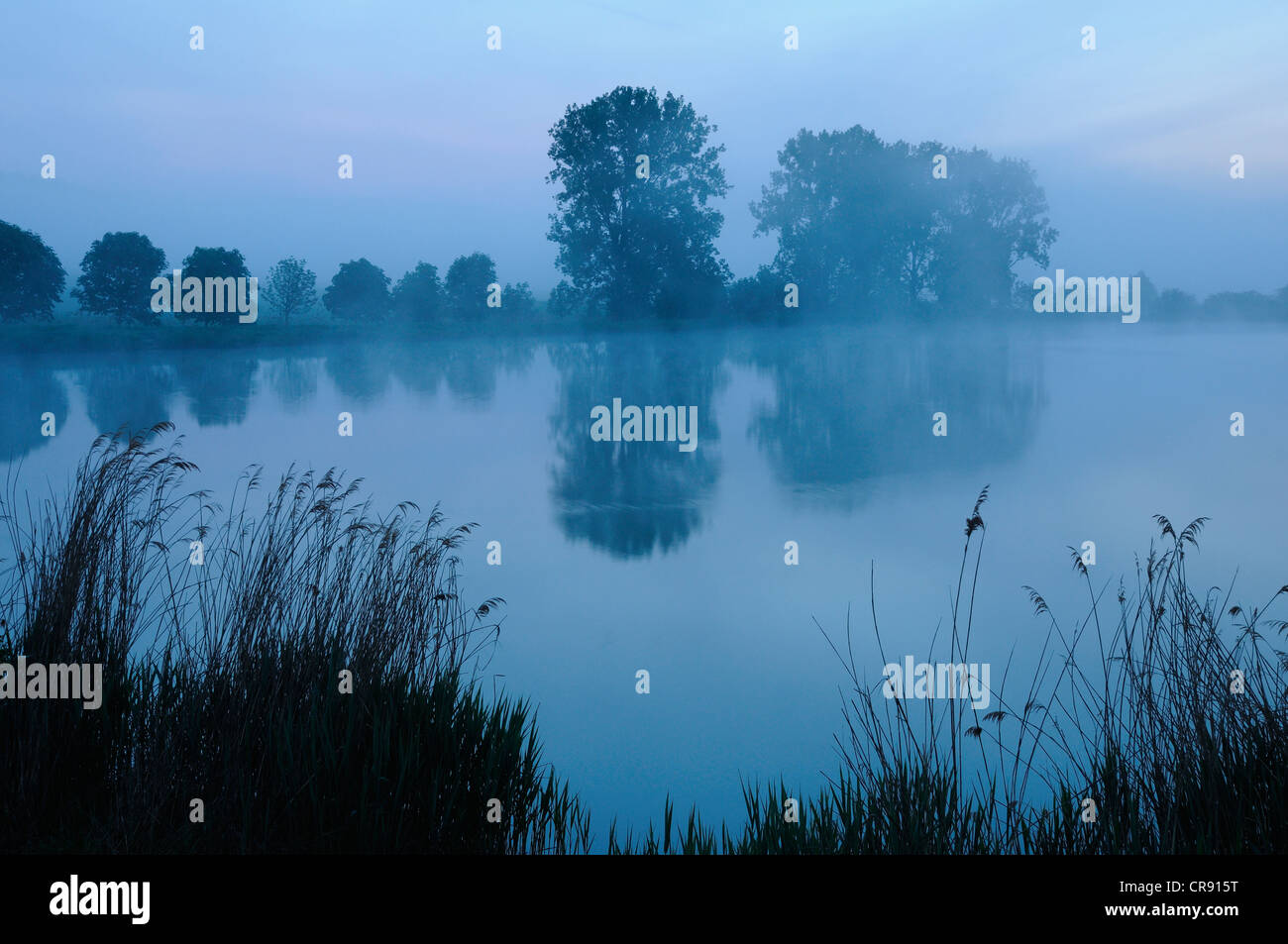 Heure Bleue, l'aube à un étang du poisson en Thuringe, Allemagne, Europe Banque D'Images