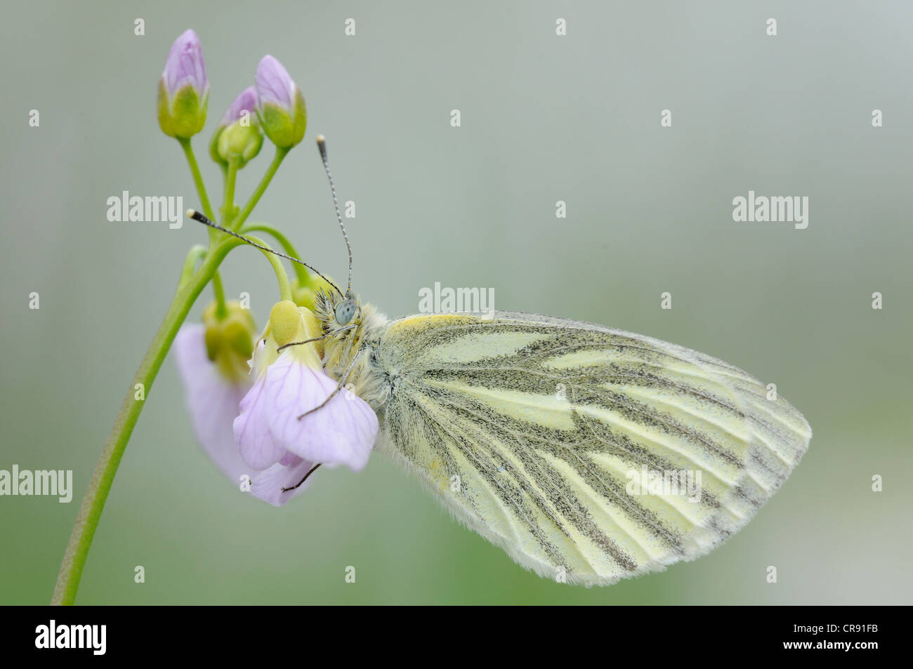 Blanc veiné de vert (Pieris napi) sur fleur de fleur de coucou ou Lady's smock (Cardamine pratensis) Banque D'Images