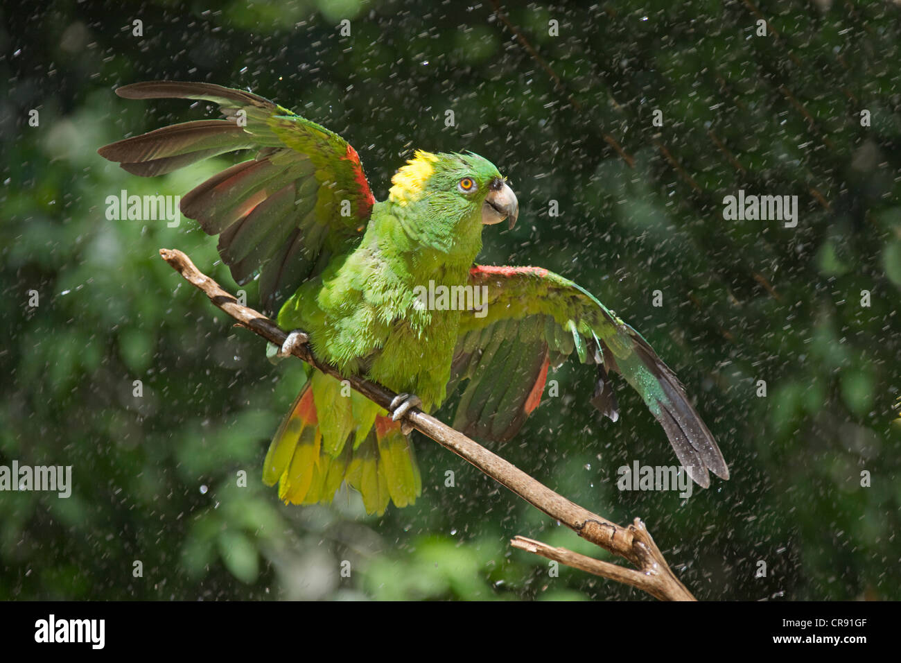 Parrot dans la pluie, Honduras Banque D'Images