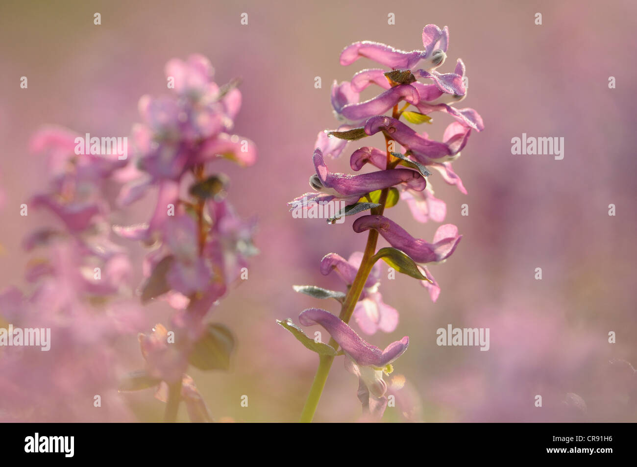 Crested lark (Bulbeuse corydalis Corydalis cava) Banque D'Images