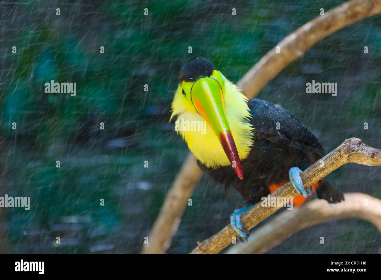 Toucan dans la jungle dans la pluie, Honduras Banque D'Images