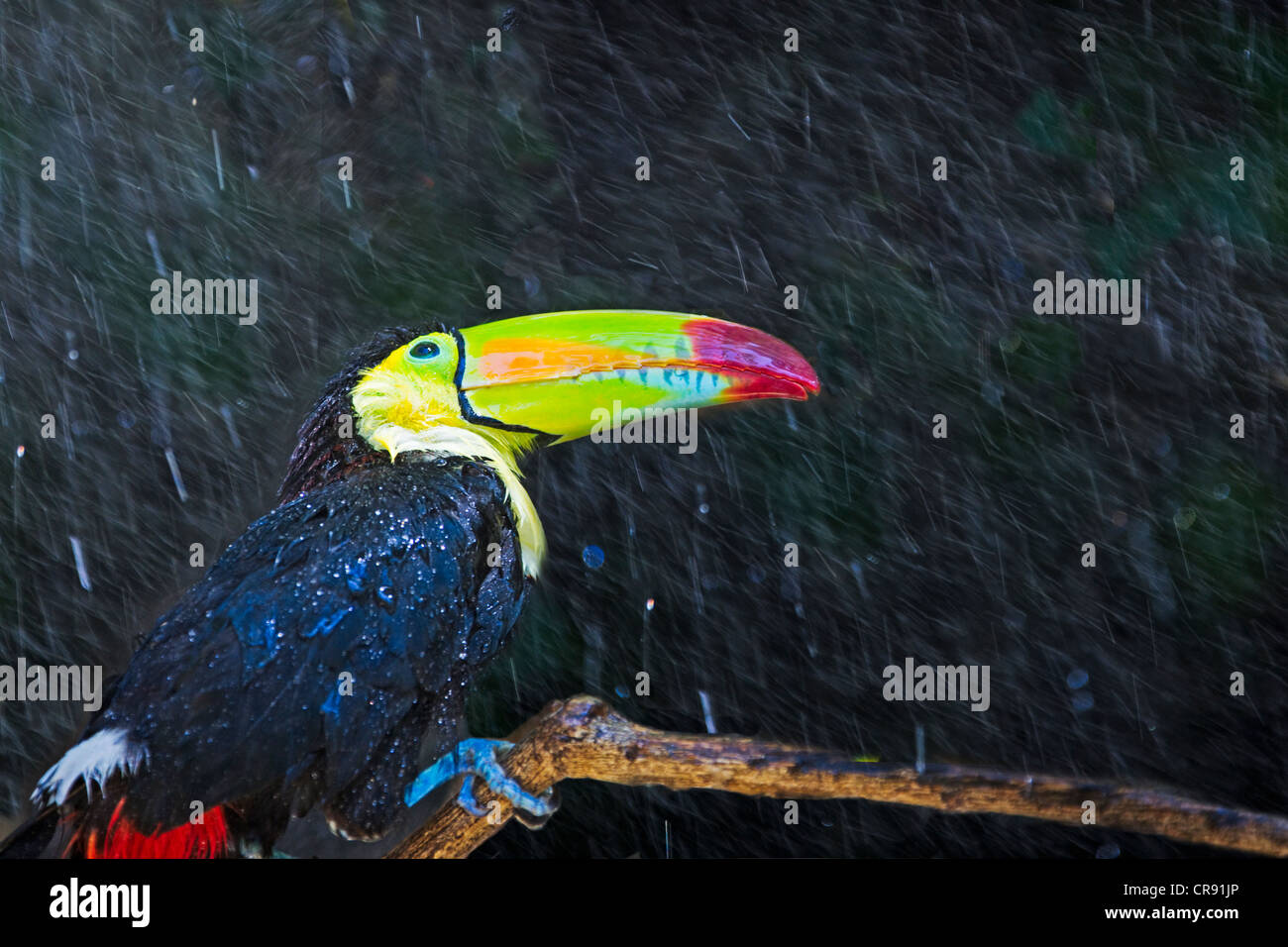 Toucan dans la jungle dans la pluie, Honduras Banque D'Images