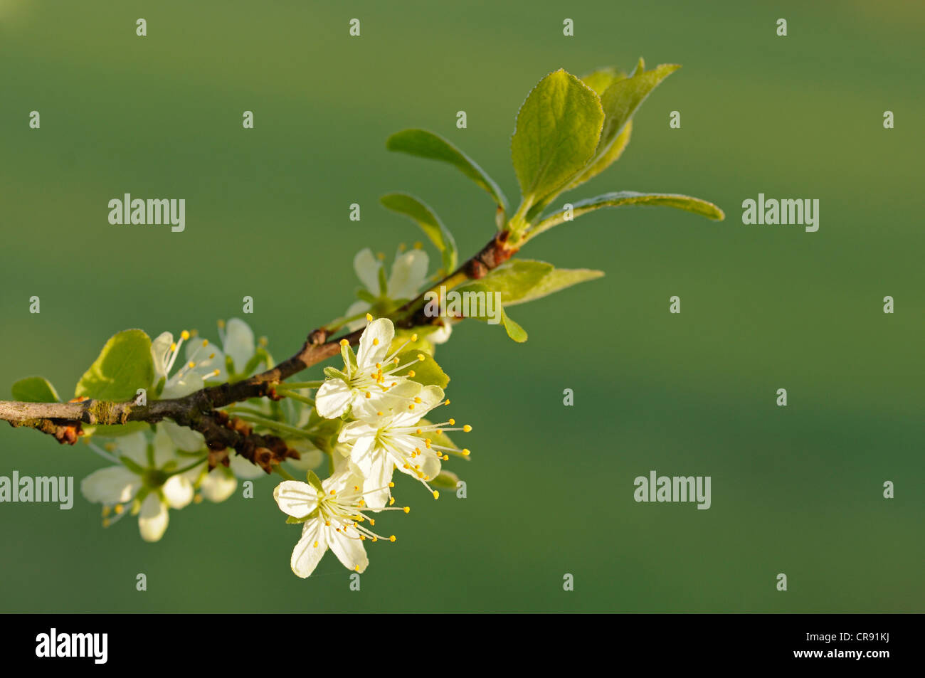 La floraison des arbres au printemps, le prunier (Prunus domestica) Banque D'Images