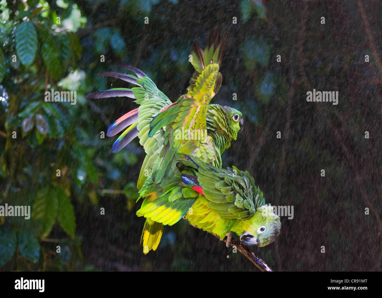Les perroquets dans la pluie, Honduras Banque D'Images