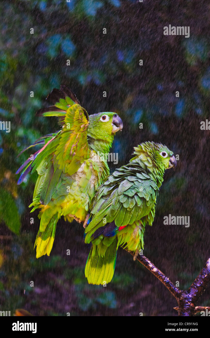 Parrot dans la pluie, Honduras Banque D'Images