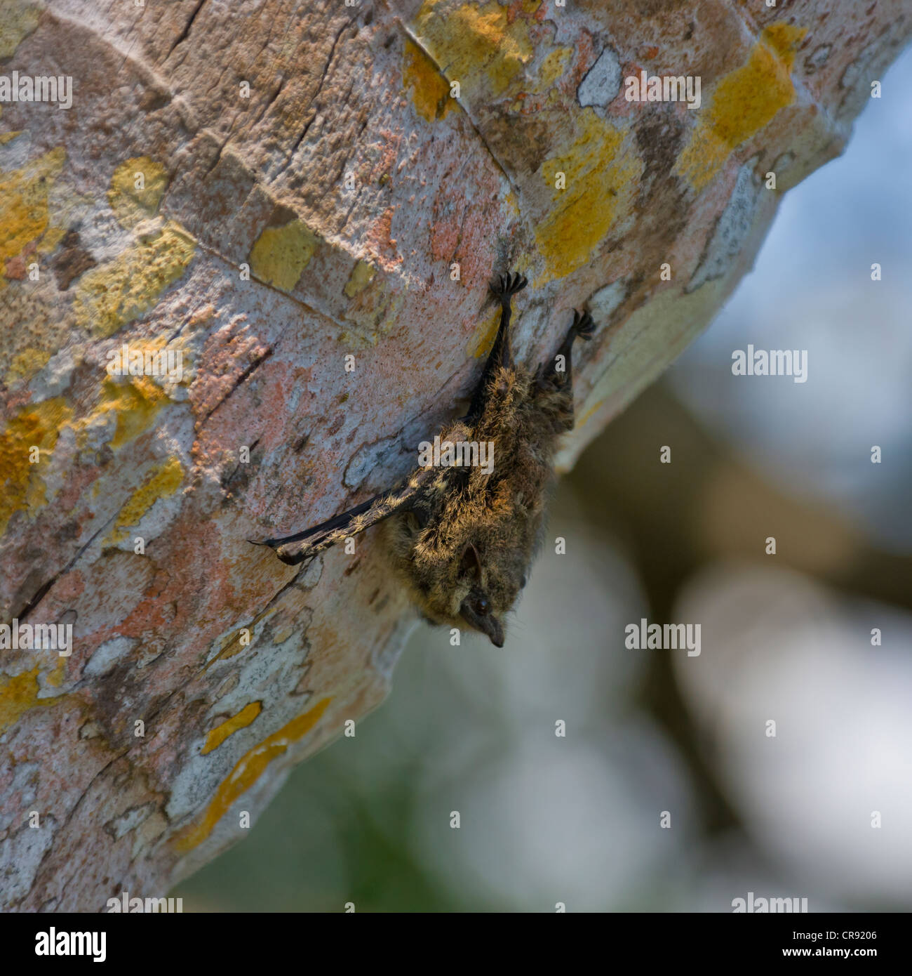 Long-nez bat, Parc National Pico Bonito, Honduras Banque D'Images