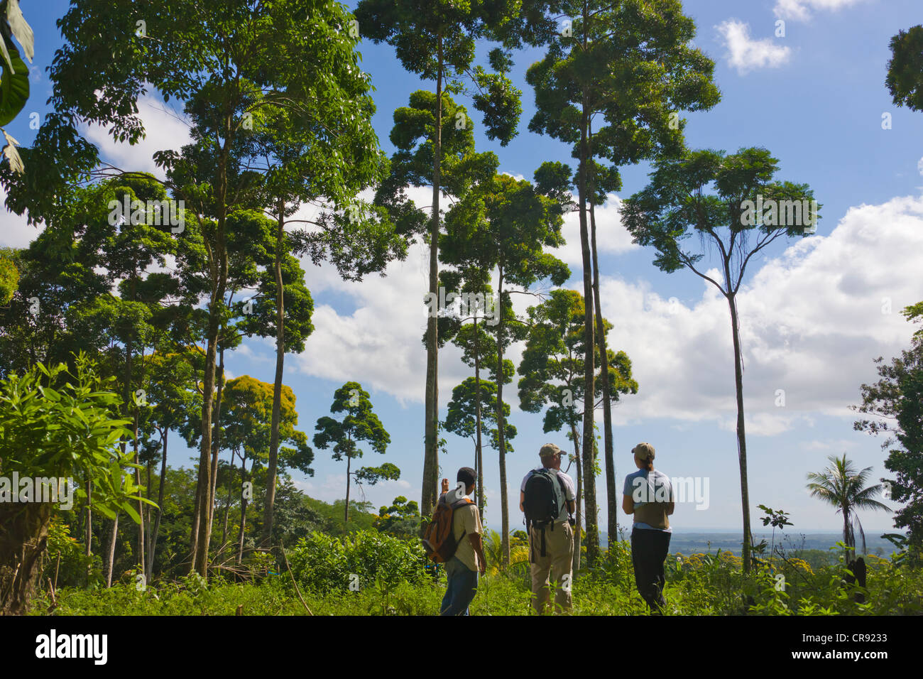 Les touristes randonnée pédestre en forêt, parc national Pico Bonito, Honduras Banque D'Images