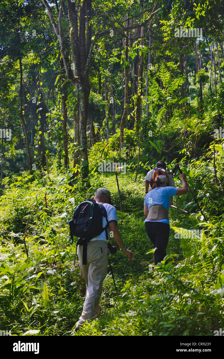 Les touristes en randonnée dans la forêt tropicale, Parc National Pico Bonito, Honduras Banque D'Images
