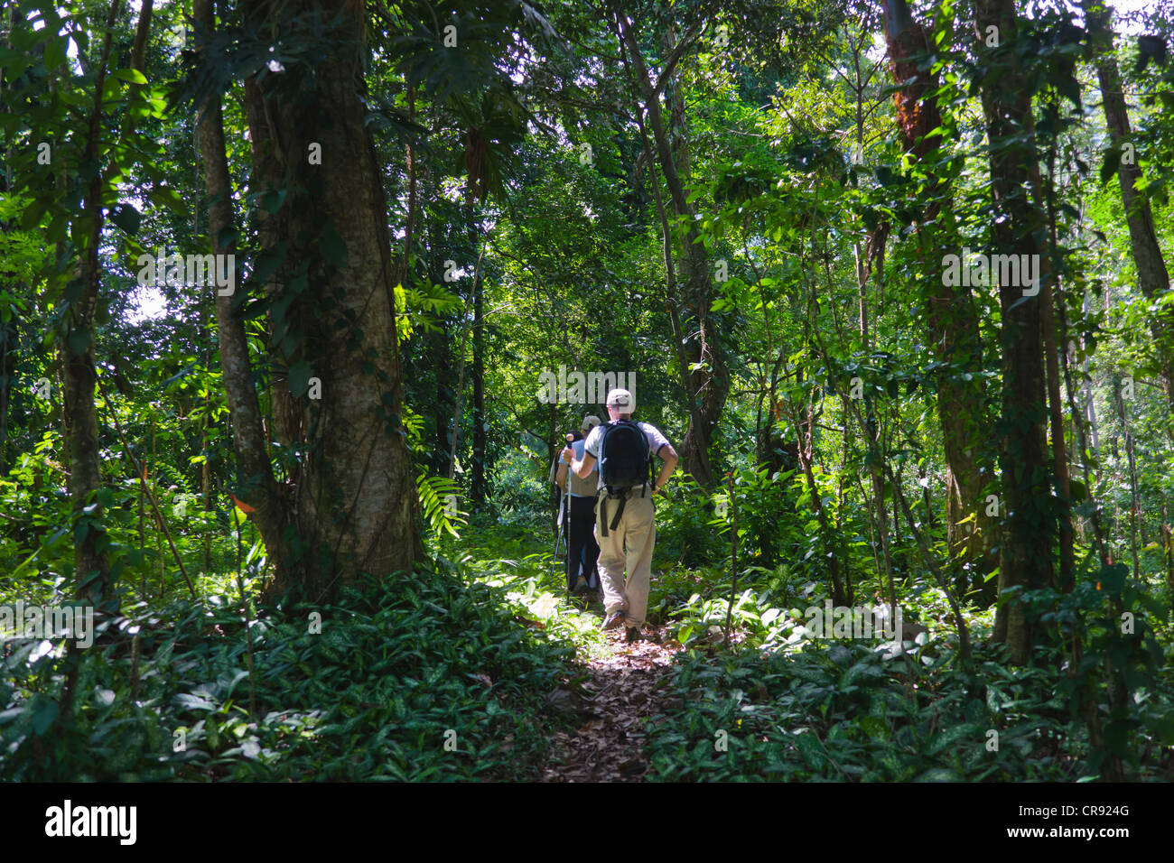 Les touristes en randonnée dans la forêt tropicale, Parc National Pico Bonito, Honduras Banque D'Images