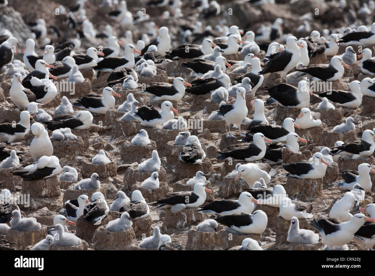 Albatros à sourcils noirs (Thalassarche melanophris melanophris), sous-espèce à sourcils noirs, des adultes et des poussins Banque D'Images