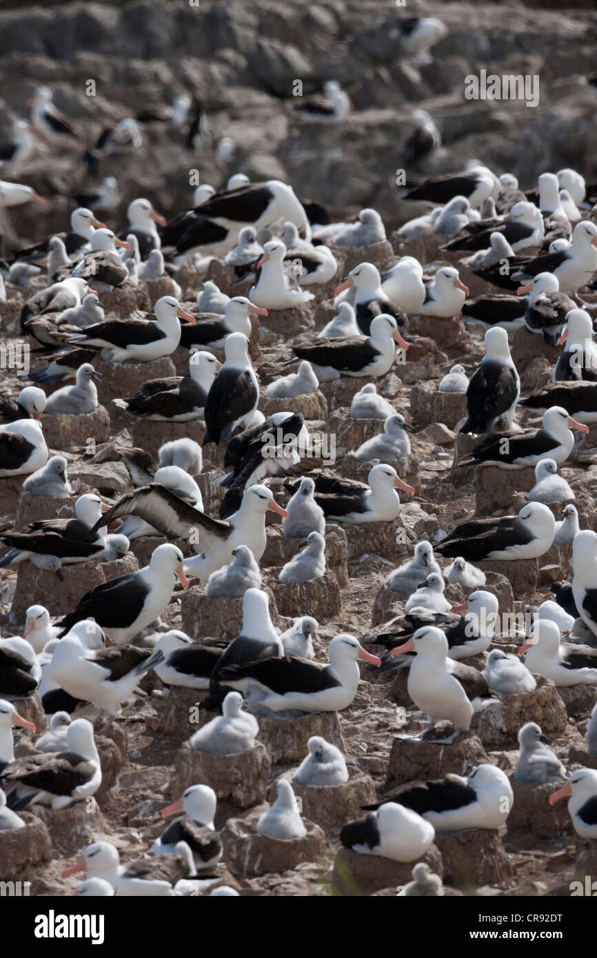 Albatros à sourcils noirs (Thalassarche melanophris melanophris), sous-espèce à sourcils noirs, des adultes et des poussins Banque D'Images