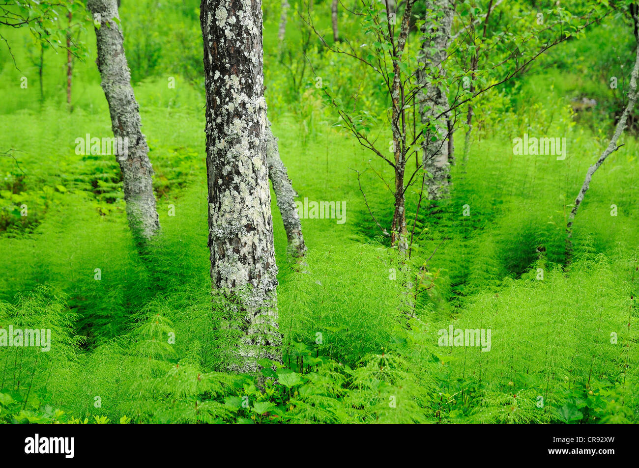 Paysage boisé avec la prêle ou serpent-grass, Rondane National Park, Norvège, Europe Banque D'Images
