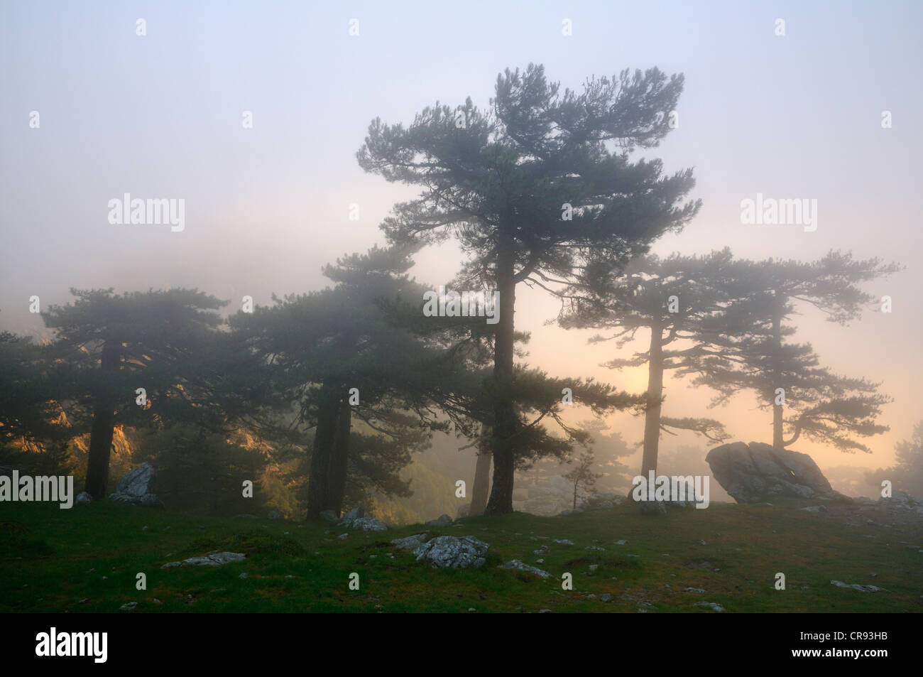 Les pins (Pinus) dans le brouillard sur le Col de Bavella, Corse, France, Europe Banque D'Images