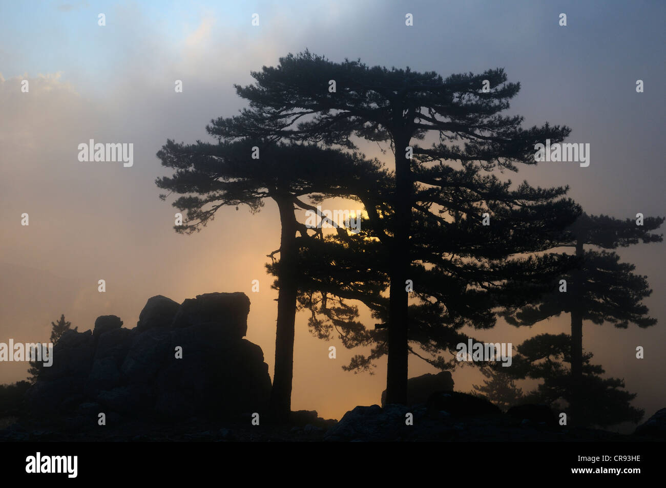 Les pins (Pinus) dans le brouillard sur le Col de Bavella, Corse, France, Europe Banque D'Images