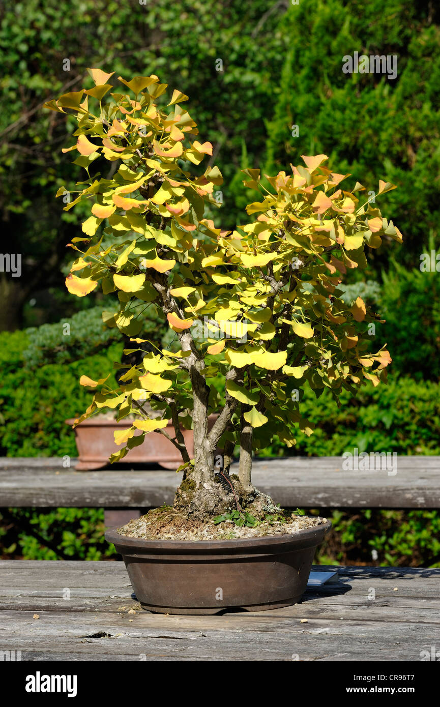 Le Ginkgo (Ginkgo biloba) aux couleurs de l'automne comme un bonsaï, le Jardin Botanique à Kyoto, Japon, Asie de l'Est, Asie Banque D'Images