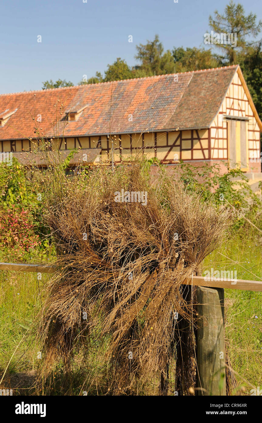 Le lin à sécher sur un champ pour la production de lin, Waltraud musée en plein air près de Weilrod, district de Hochtaunuskreis Banque D'Images