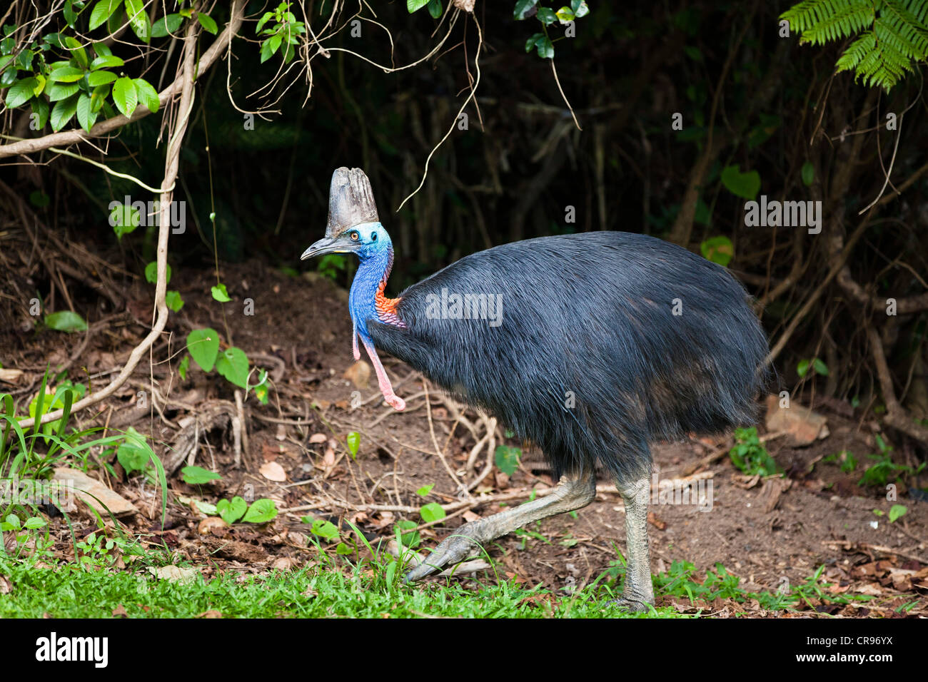 Casoar (Casuarius Casuarius sud), une femme dans une forêt tropicale, plage de l'île Moresby, Queensland, Australie Banque D'Images