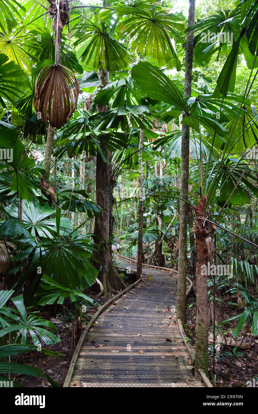 Sentier avec palmiers australiens (Licuala ramsayi) dans la forêt tropicale, Marrdja Promenade, parc national de Daintree Banque D'Images