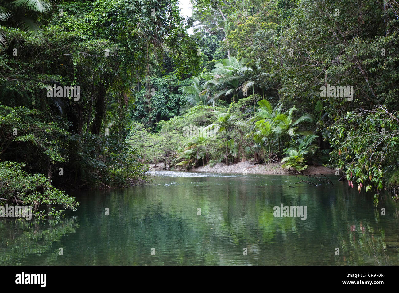 Stream dans la forêt tropicale, parc national de Daintree, Queensland du nord, Australie Banque D'Images
