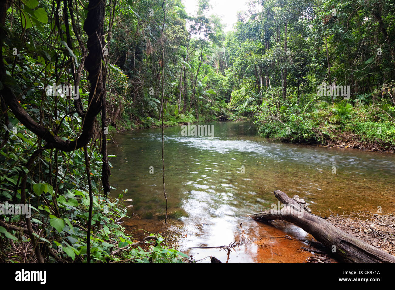 Stream en forêt, Hutchinson Creek, Parc national de Daintree, Queensland du nord, Australie Banque D'Images
