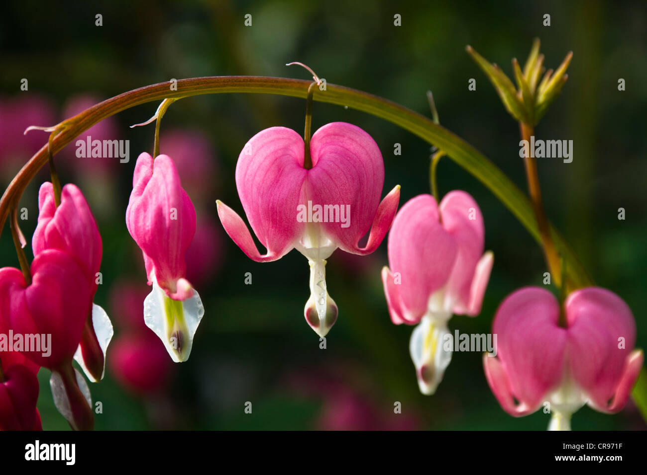 Fleur de lyre, Vénus, la voiture de dame dans un bain (Dicentra spectabilis), fleur de jardin Banque D'Images