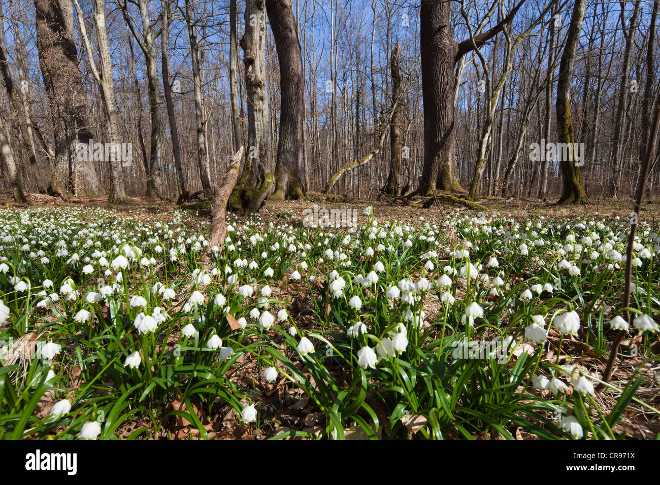 Printemps (Leucojum vernum) flocons, dans une forêt de feuillus au printemps, Upper Bavaria, Germany, Europe Banque D'Images