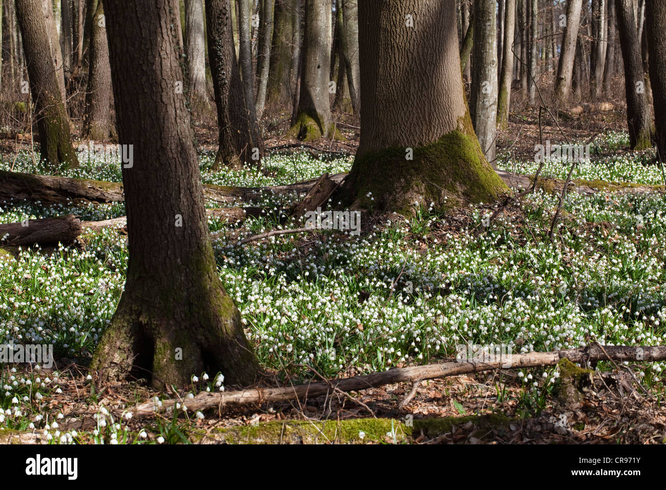 Printemps (Leucojum vernum) flocons, dans une forêt de feuillus au printemps, Upper Bavaria, Germany, Europe Banque D'Images