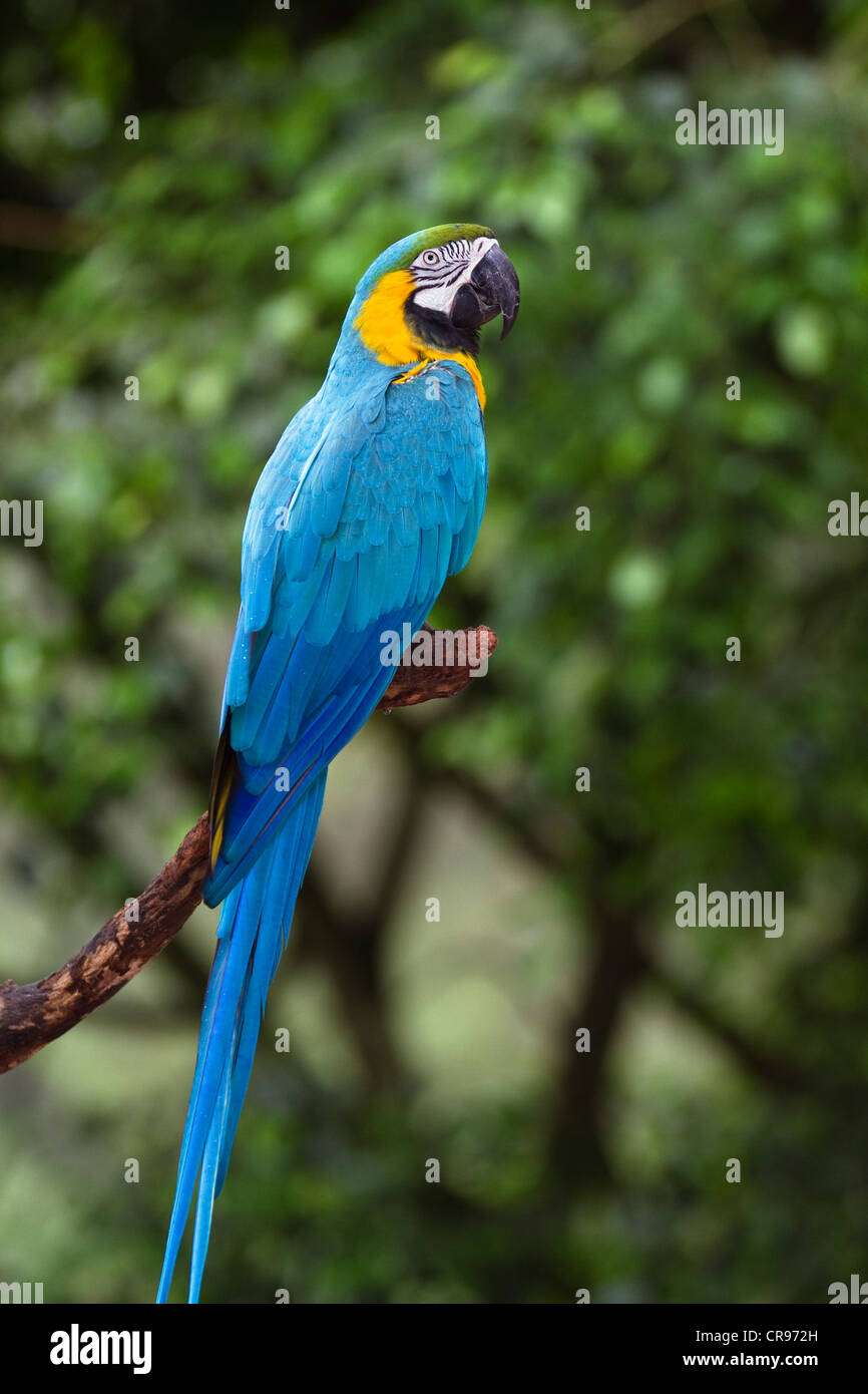 Blue-and-yellow Macaw (Ara ararauna) dans une forêt tropicale, Amérique du Sud Banque D'Images