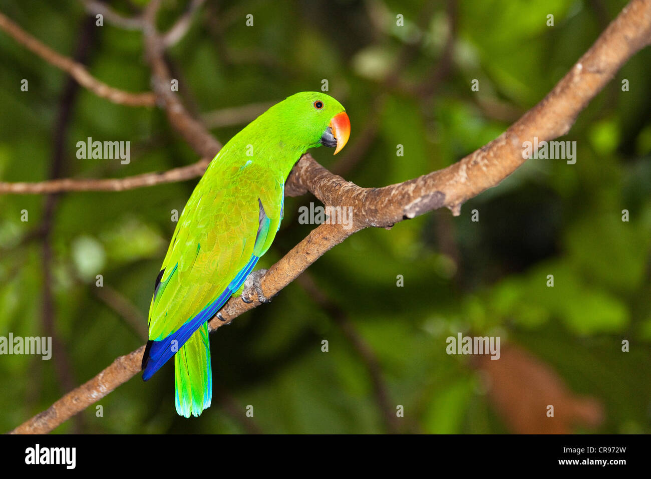 Perroquet Eclectus roratus Eclectus (), homme, forêt tropicale, la