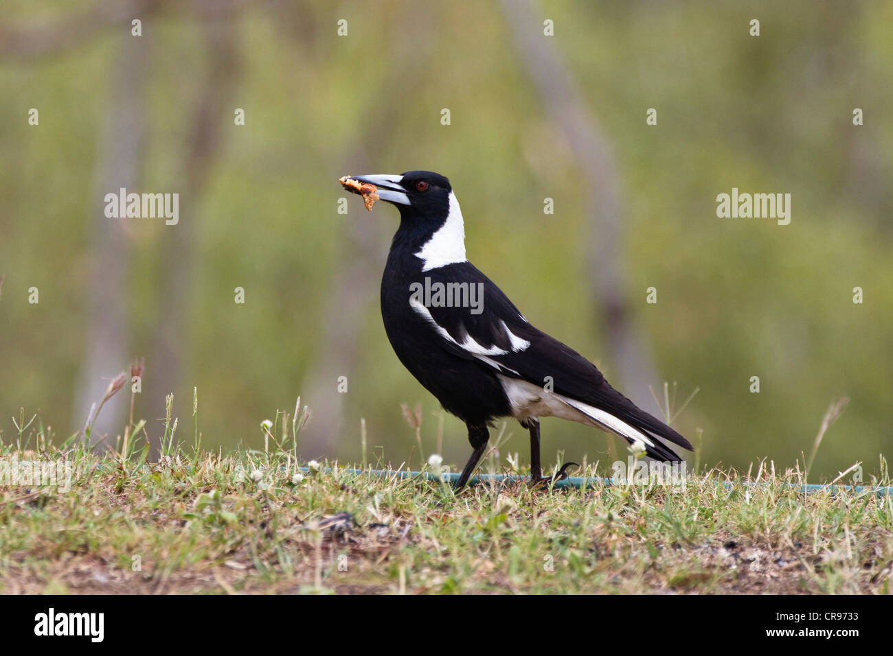 Magpie à dos noir (Gymnorhina tibicen tibicen), Queensland, Australie Banque D'Images