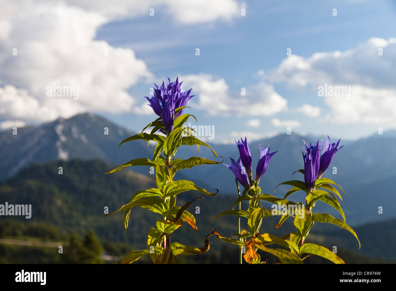Willow (Gentiana asclepiadea gentiane), Alpes, Autriche, Europe Banque D'Images