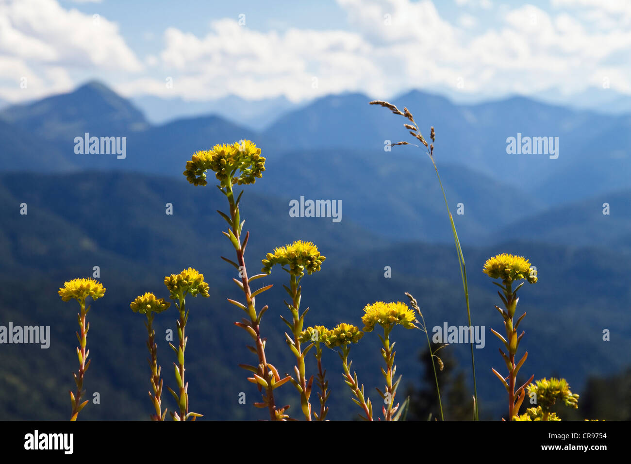 Fleurs des alpes jaune, orpin (Sedum sp.), Alpes, Haute-Bavière, Bavaria, Germany, Europe Banque D'Images
