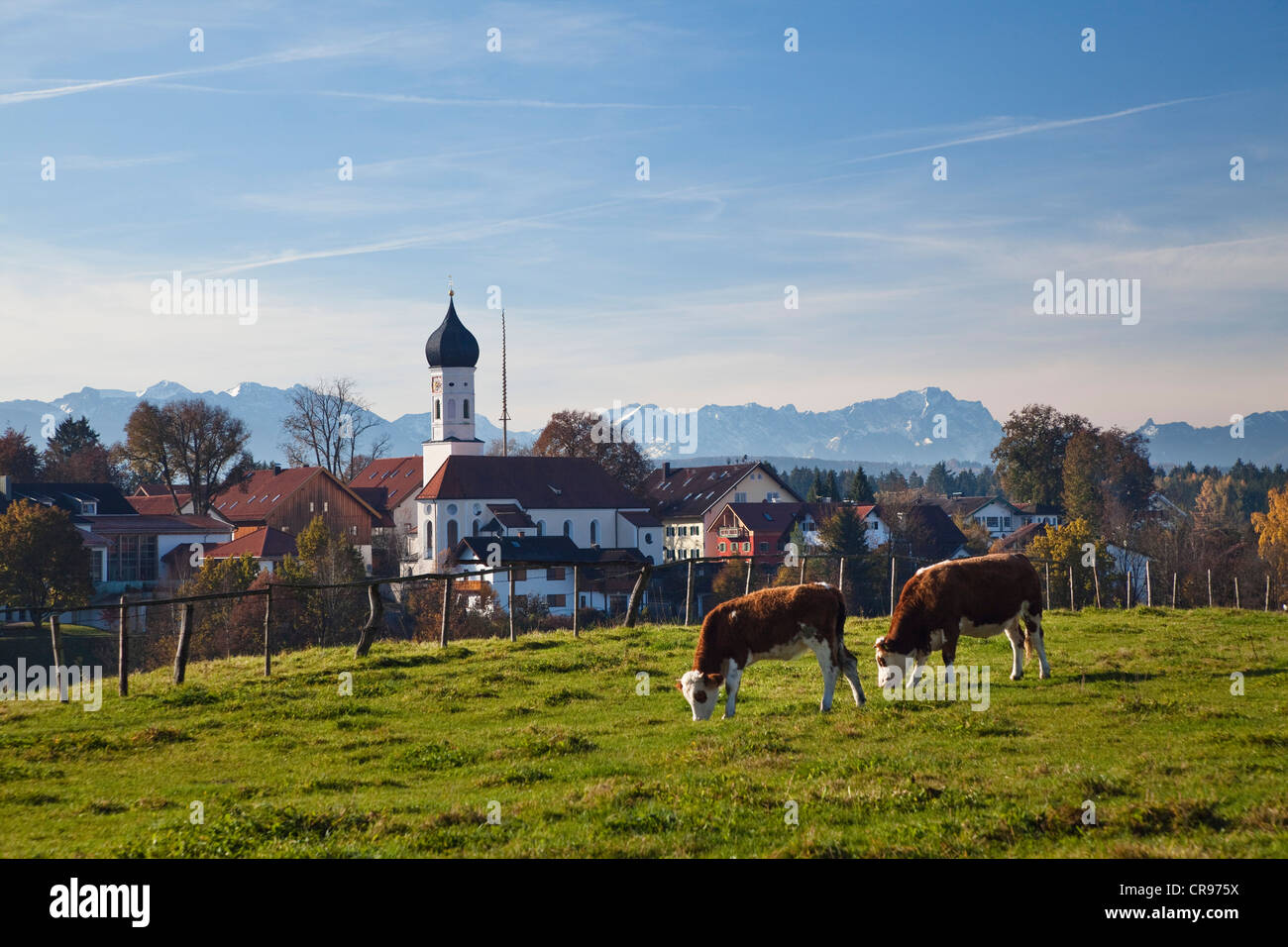 Iffeldorf, village près de la lacs Osterseen avec vaches, Alpes, Haute-Bavière, Bavaria, Germany, Europe Banque D'Images