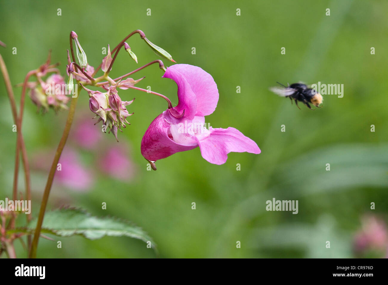 Balsamine de l'Himalaya (Impatiens glandulifera), néophyte, avec un bourdon, Upper Bavaria, Bavaria, Germany, Europe Banque D'Images