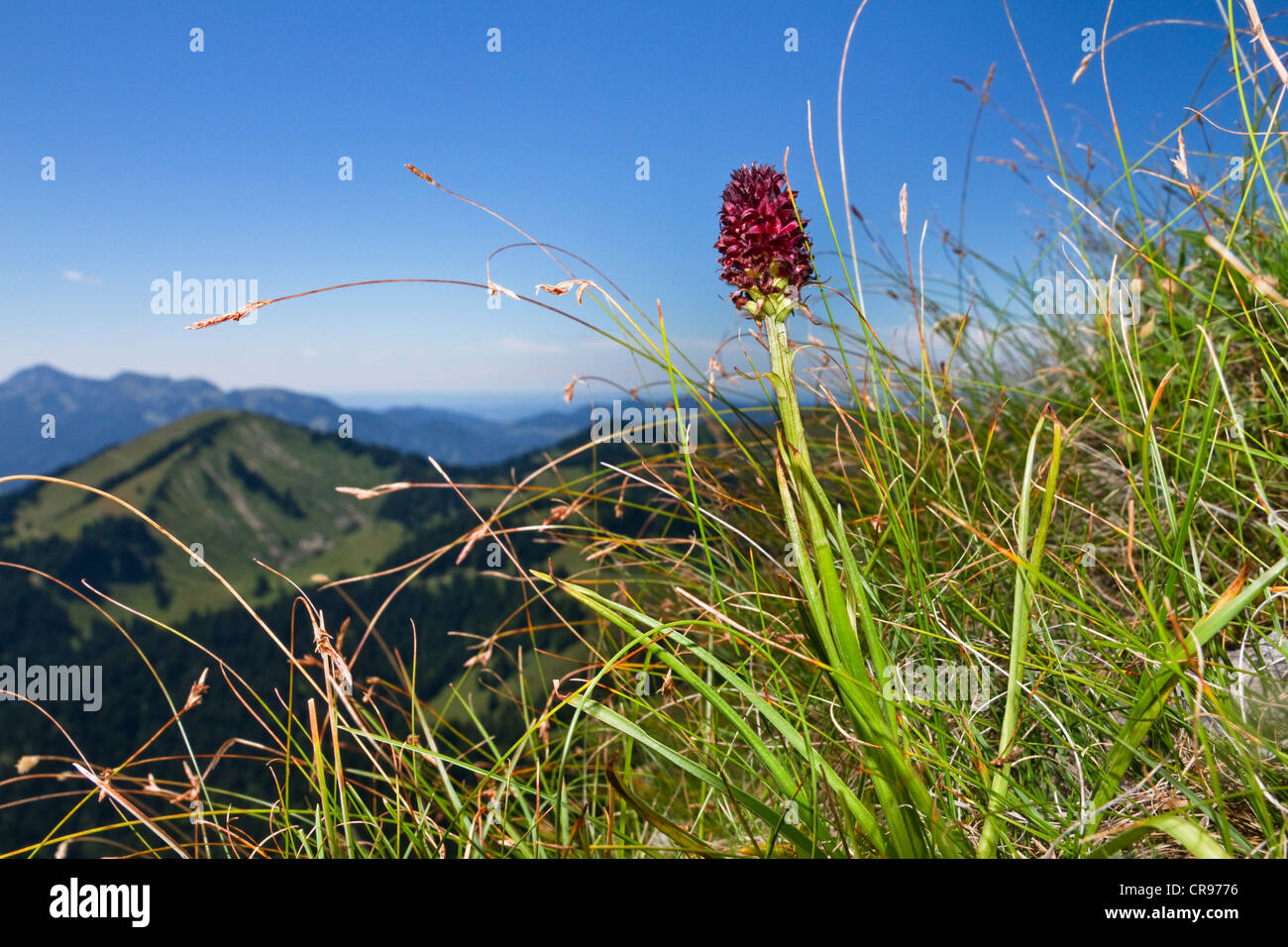 Orchidée vanille noire (Nigritella nigra), Alpes, Autriche, Europe Banque D'Images