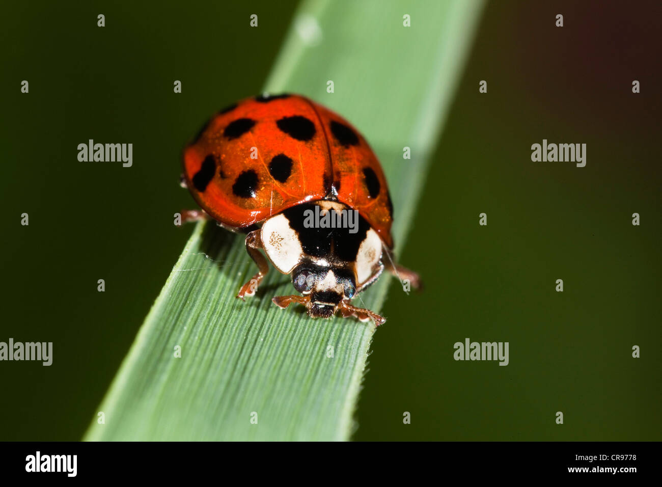 Coccinelle asiatique (Harmonia axyridis), les espèces envahissantes, Upper Bavaria, Bavaria, Germany, Europe Banque D'Images