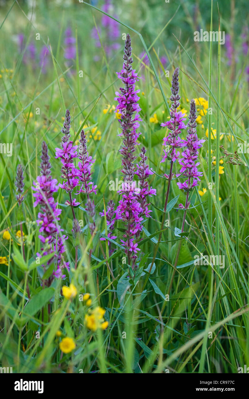La Salicaire (Lythrum salicaria), Bavaria, Germany, Europe Banque D'Images