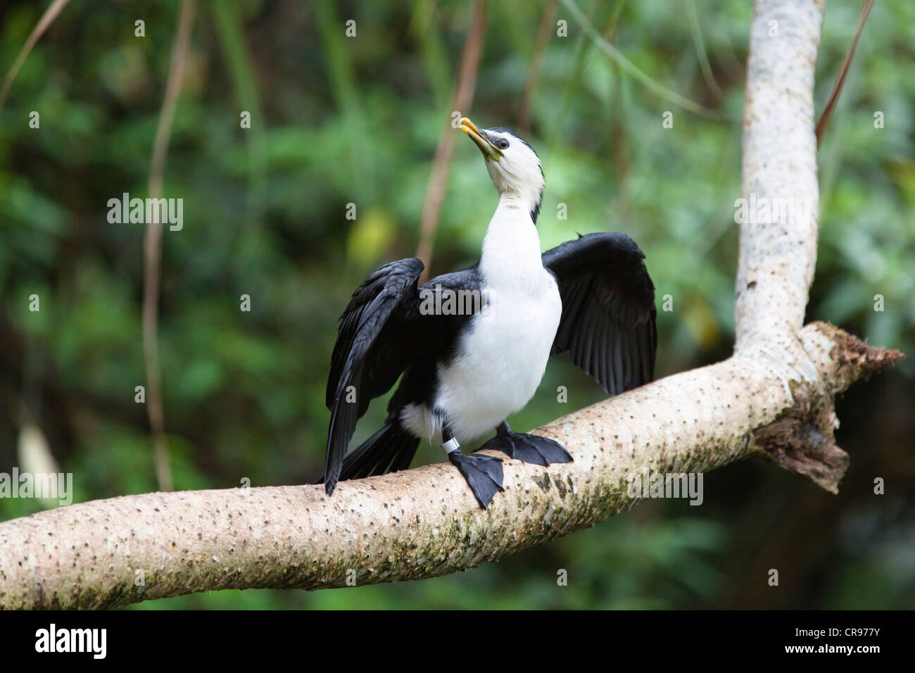 Grand Héron cendré (Phalacrocorax), Atherton, Queensland, Australie Banque D'Images