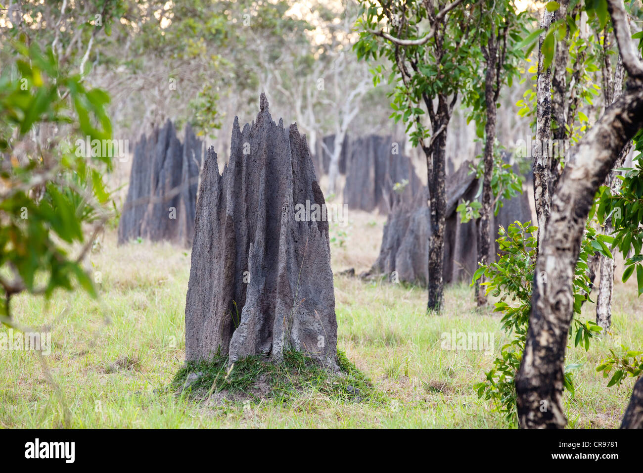 Termitières magnétiques (Amitermes laurensis), la péninsule du Cap York, dans le nord de Queensland, Australie Banque D'Images