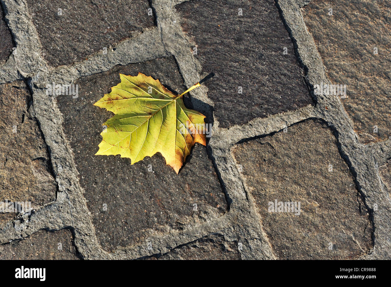 Feuille d'érable (Acer) sur cobble stones Banque D'Images